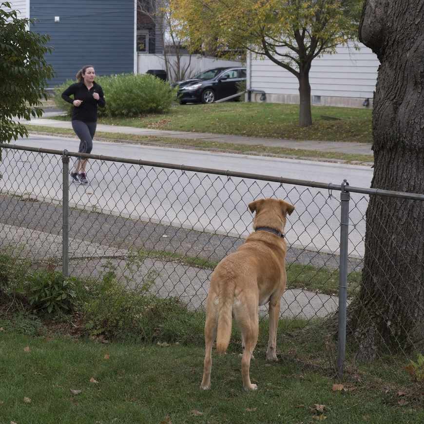 A friendly dog behind a chain-link fence in a front yard as a runner jogs past on the far side of the street